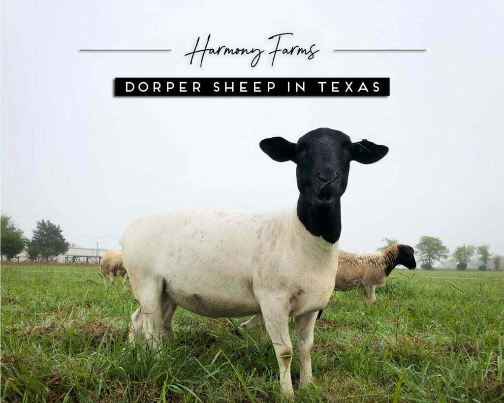 Raising Dorper Sheep in Texas