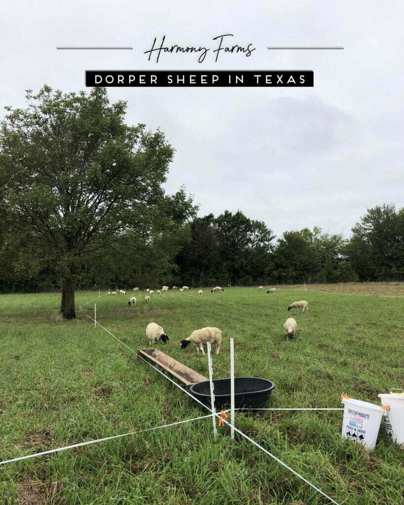 Raising Dorper Sheep in Texas