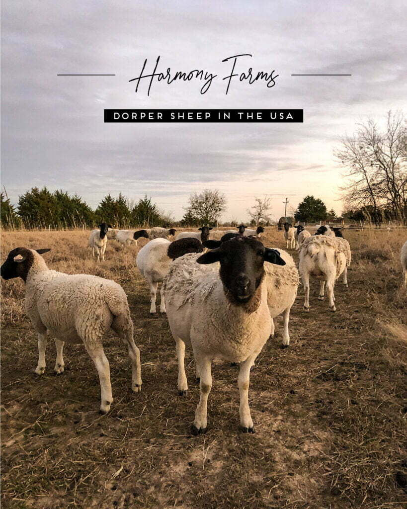 Dorper Sheep Farming in Texas USA