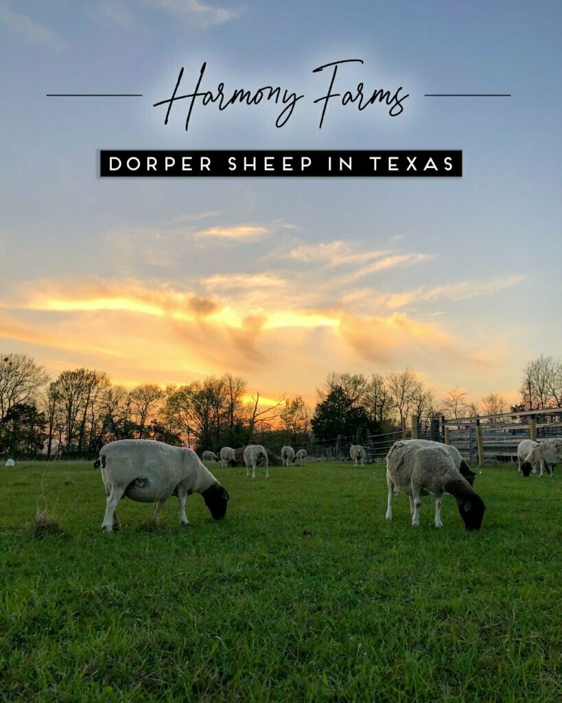 Dorper Sheep Farming and Breeding Stock in Texas