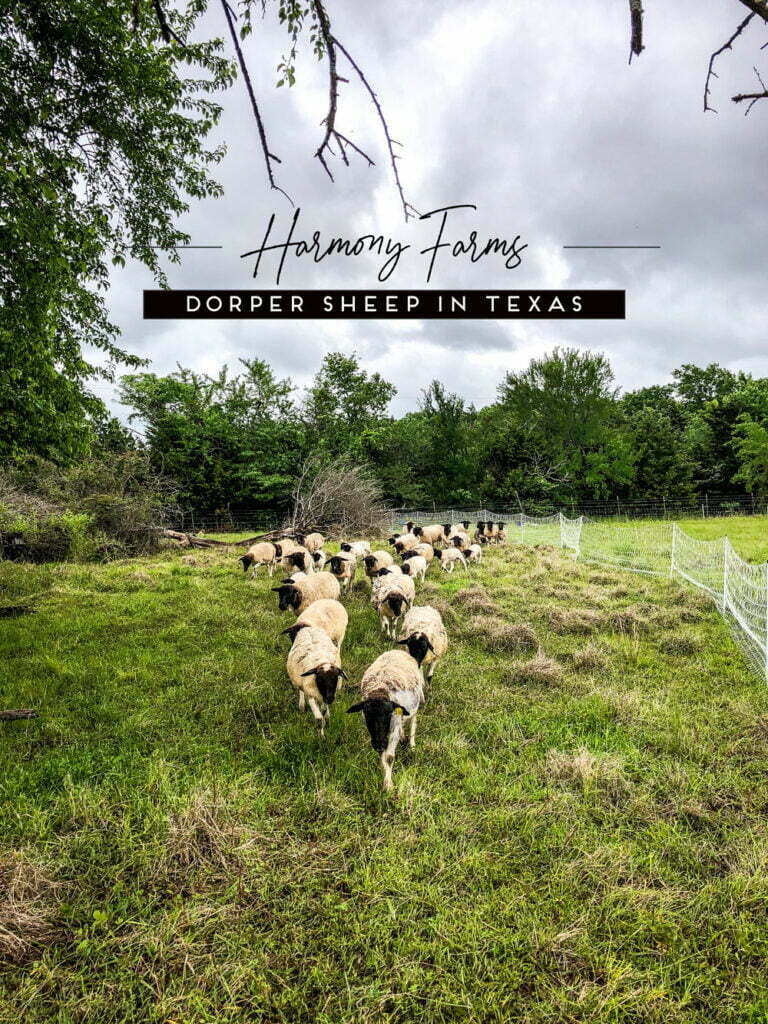 harmony farms dorpers sheep breeding stock in texas