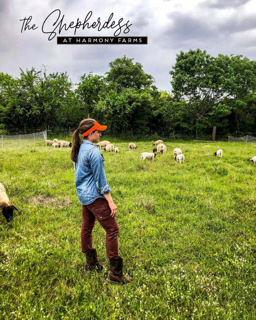 the shepherdess at harmony farms