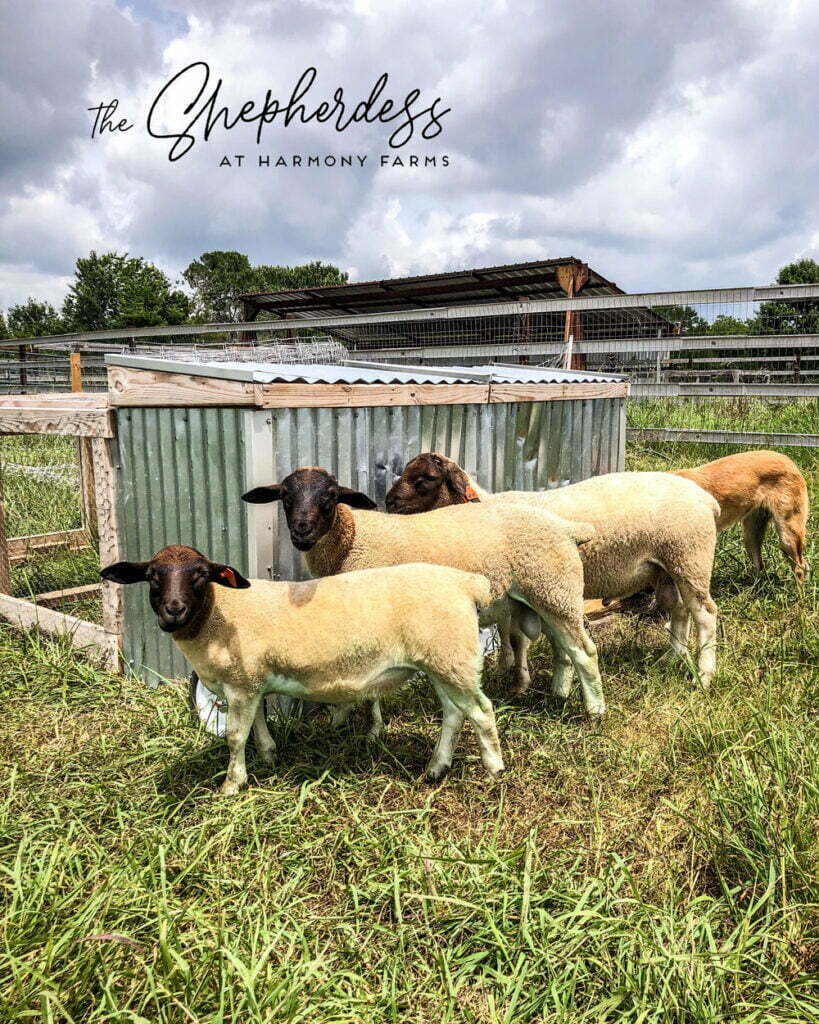 Dorper Sheep for Sale in Texas