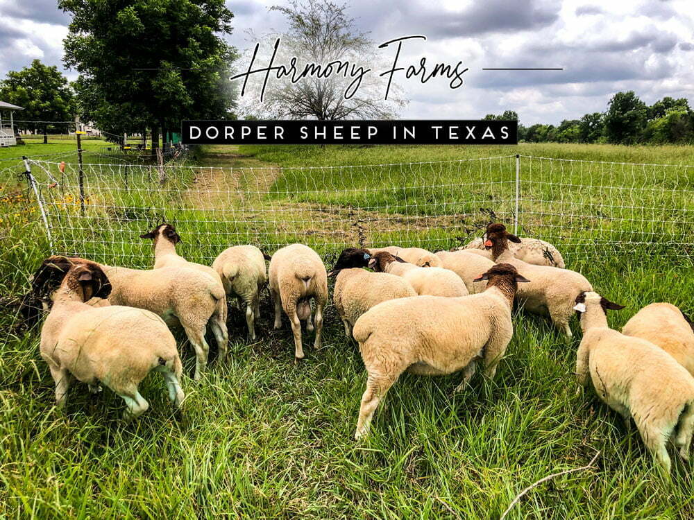 Harmony Farms Dorper Sheep For Sale in Texas