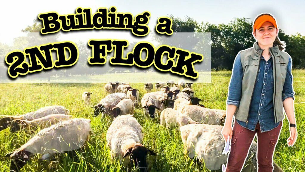 Dorper Sheep Breeding Stock in Texas