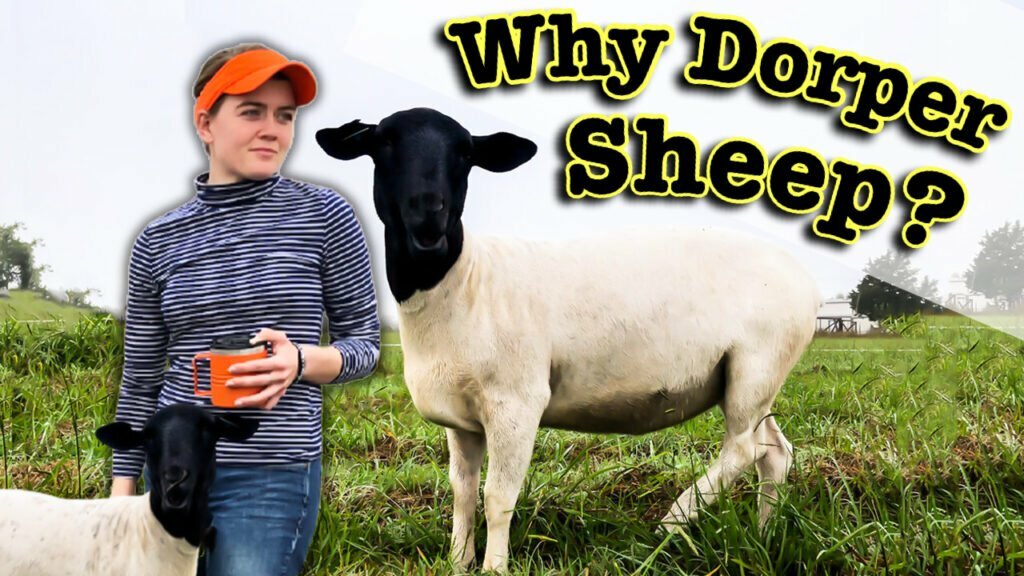 About Dorper Sheep Characteristics by the Shepherdess