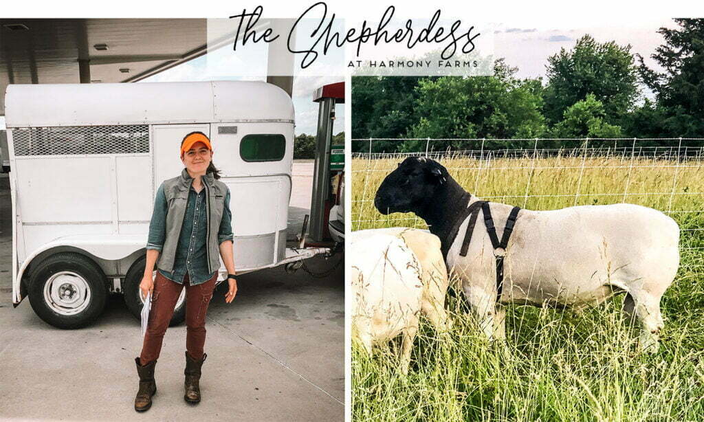 The Shepherdess Dorper Sheep in Texas