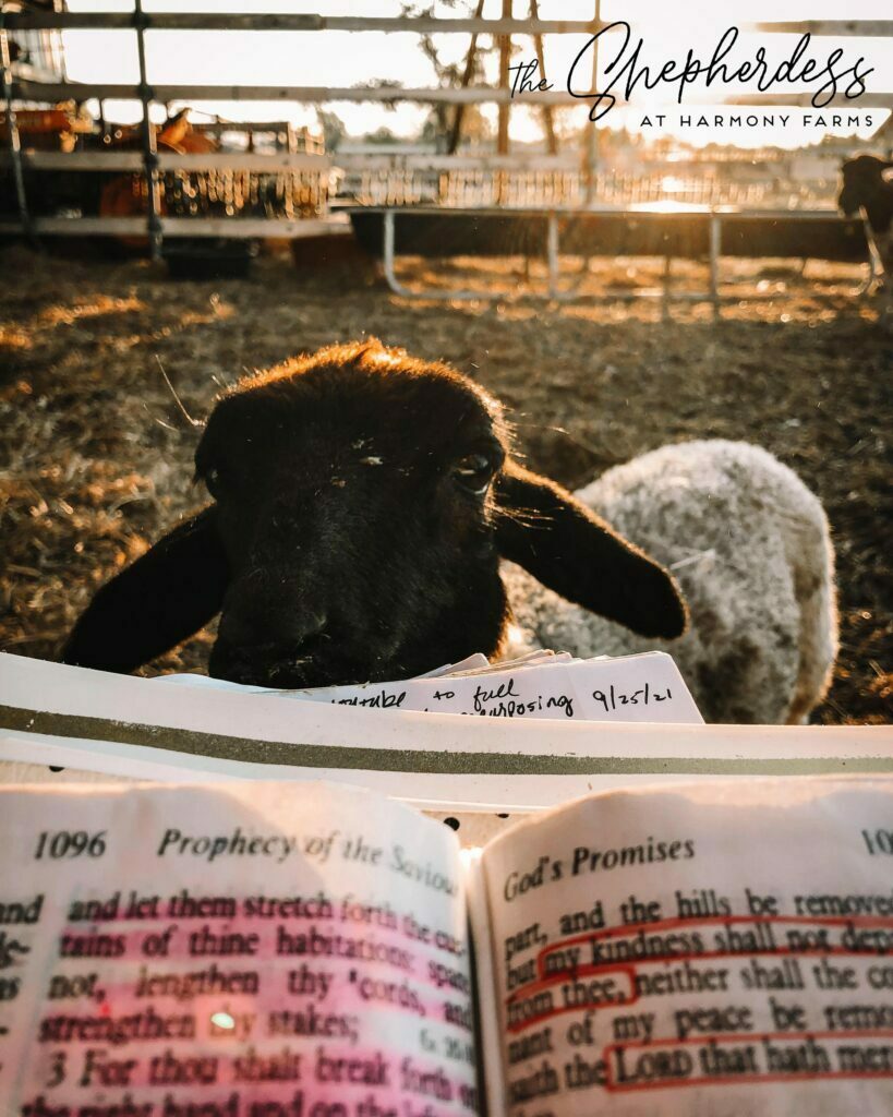 Harmony Farms Dorper Sheep in Texas