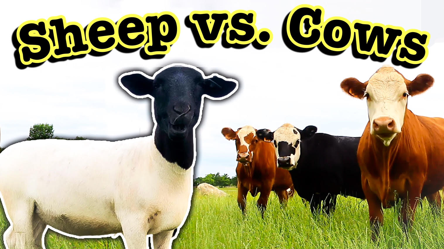 ARE SHEEP PROFITABLE? Why I Chose Sheep Over Cows for My Farm Business