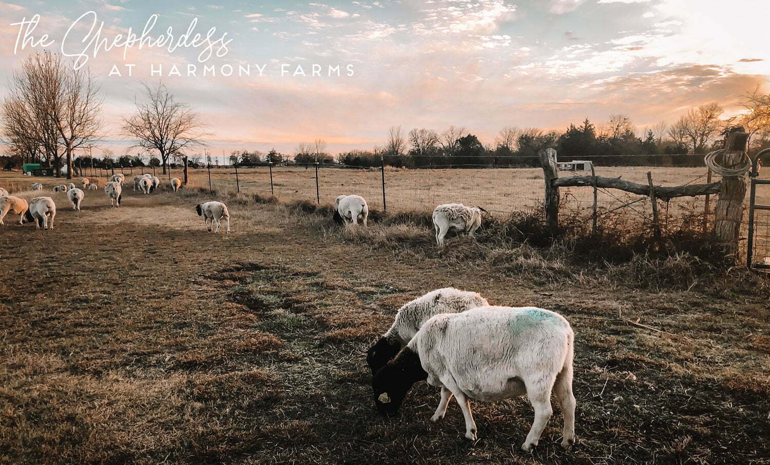 Dorper Sheep Farming in Texas