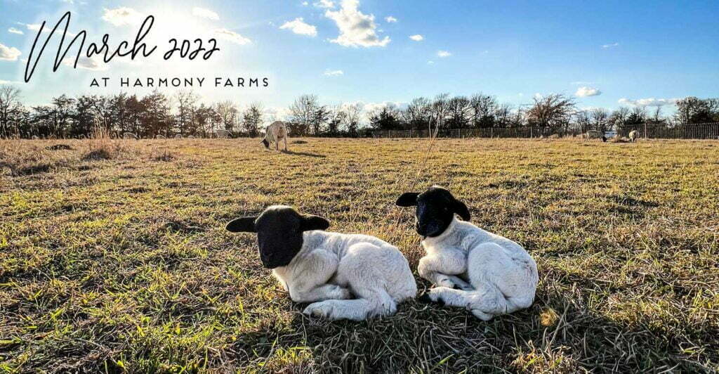 harmony farms dorper sheep in texas