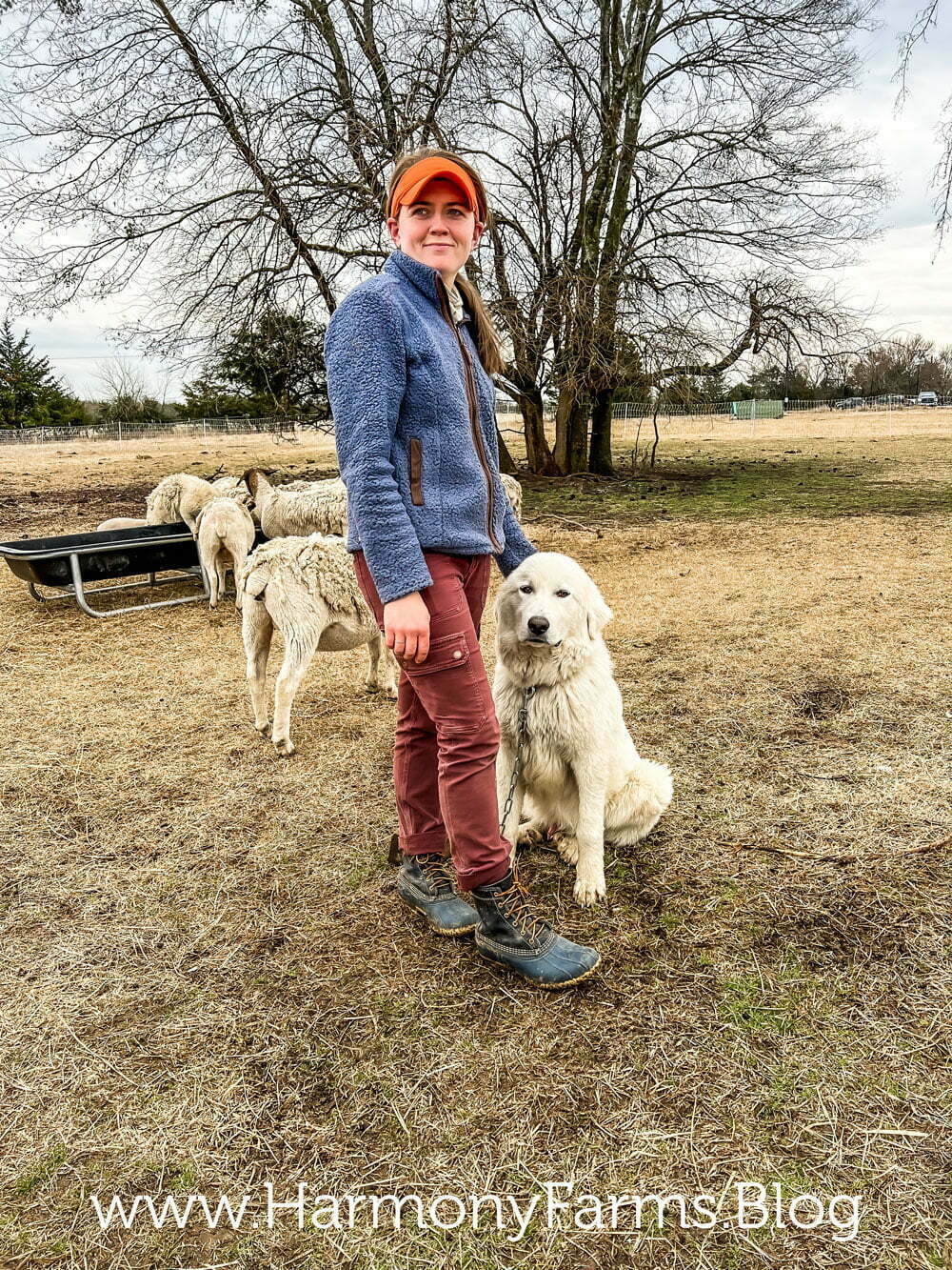 How to Train a Livestock Guardian Dog: Expert Tips for Success