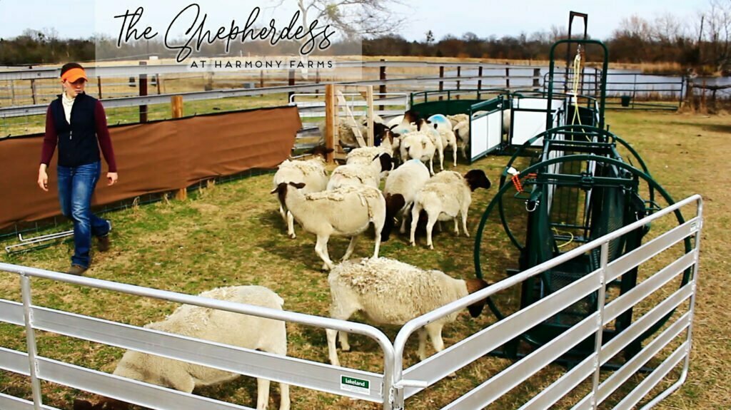 sheep and goat handling system lakeland the shepherdess