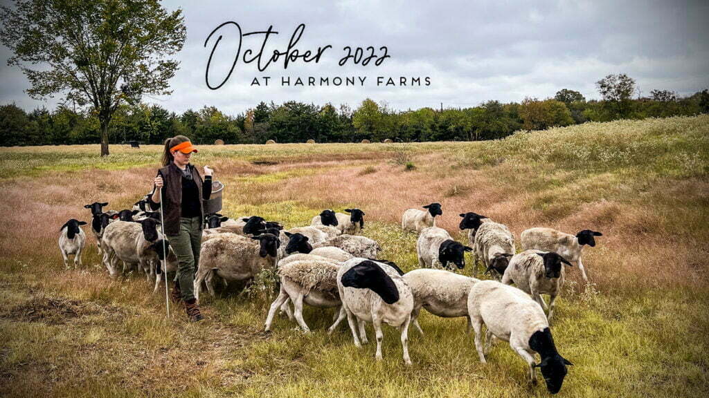 October at Harmony Farms