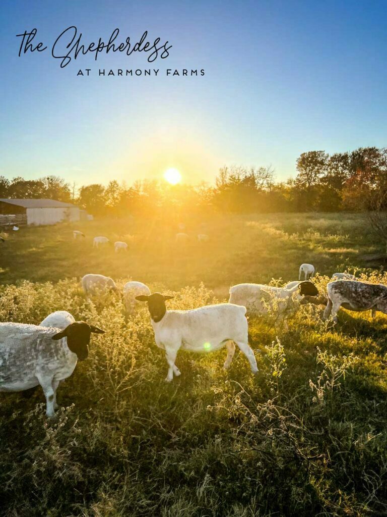 Sheep farming in the USA