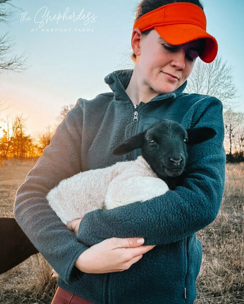 Sheep farming in the USA