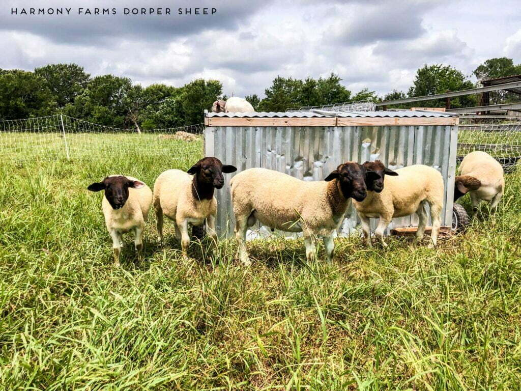 Dorper Sheep Breeding Stock in Texas