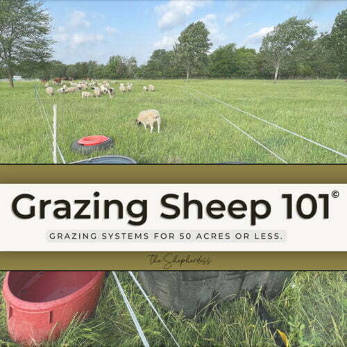 GRAZING SHEEP 101© (Rotational Grazing Video Course and E-book)