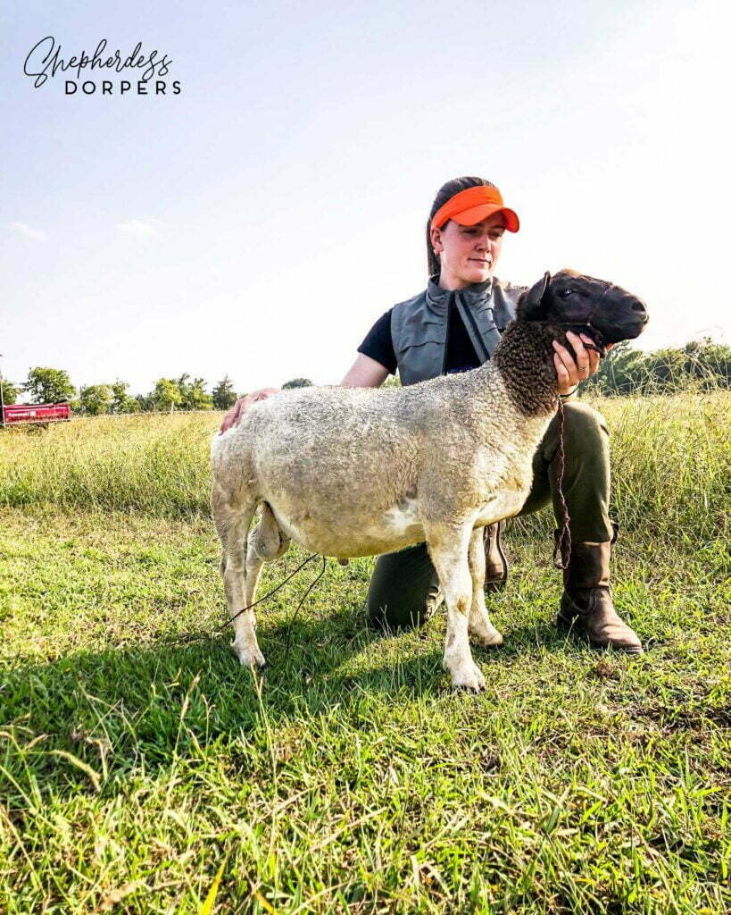 Dorper Sheep Ram Lambs For Sale in Texas