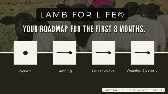 LAMB FOR LIFE© (Hair Sheep Farming Video Course and E-book) - Image 4