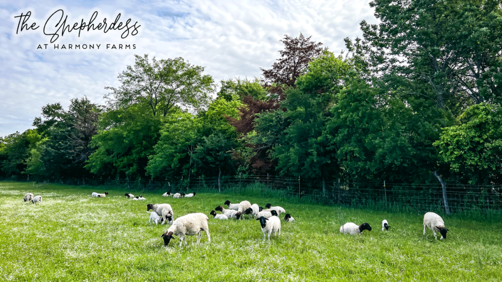 https://www.shepherdess.com/wp-content/uploads/2023/04/Dorper-Dream-Flock-Winner-Sheep-for-Sale-in-Texas-1024x576.png