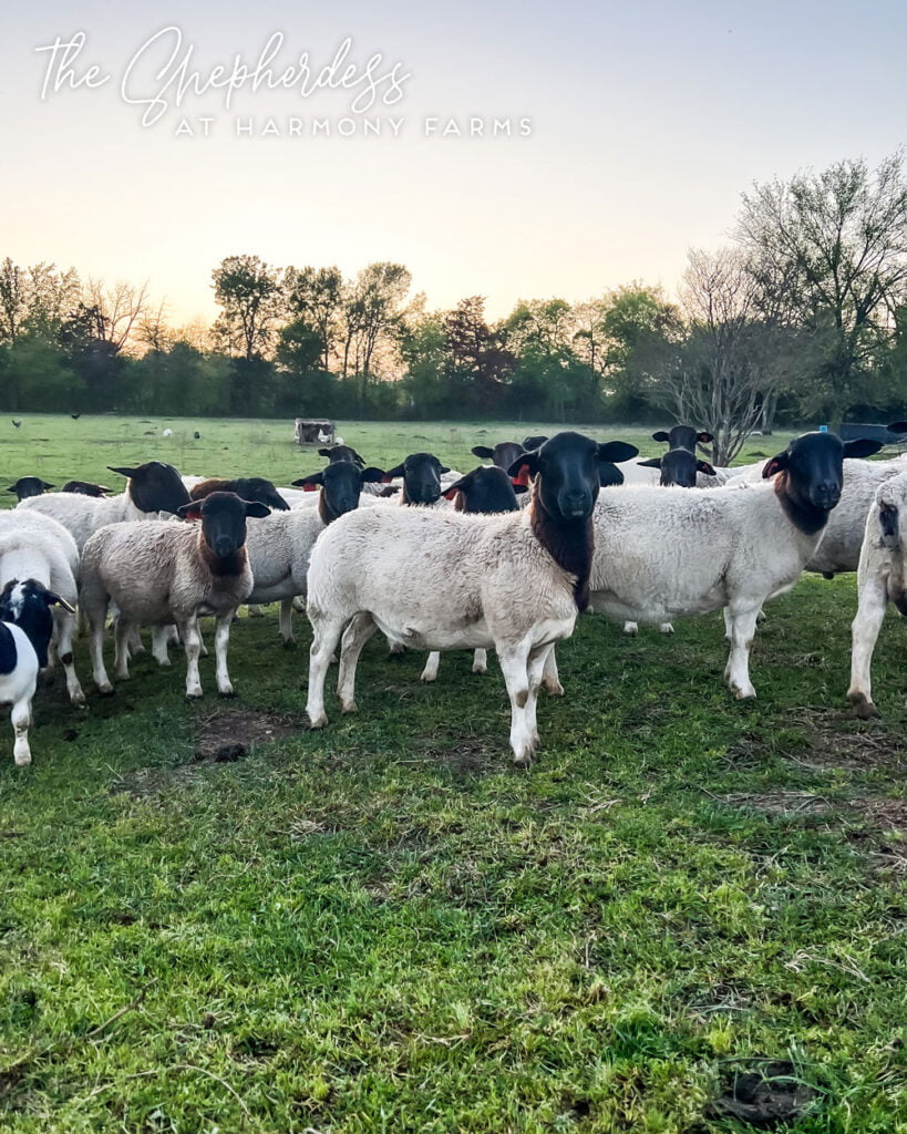 Farming Dorper Sheep in Texas