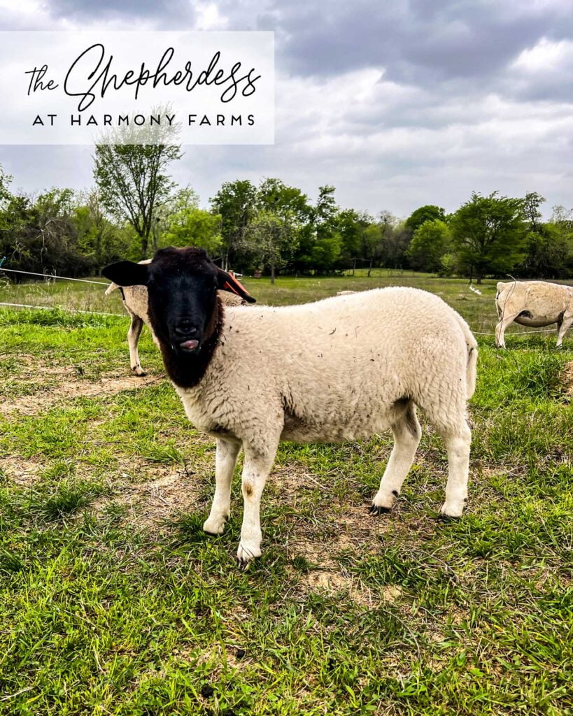 Harmony Shepherdess - The Shepherdess