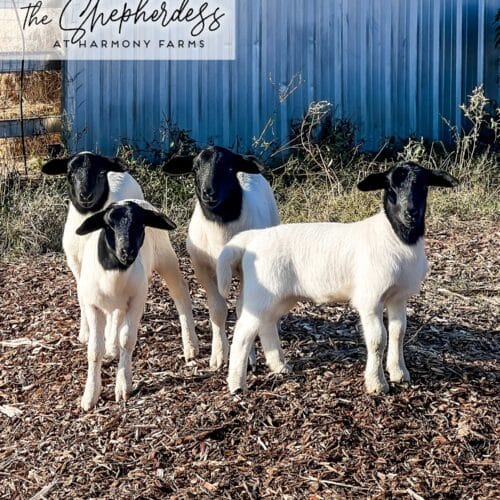 FINAL PAYMENT: DORPER RAMS