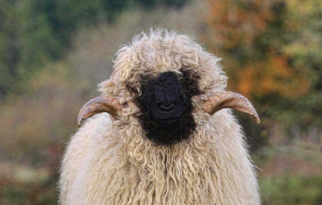 sheep♪ PA: Spooky Nook Farm The Shepherdess
