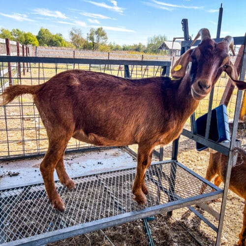 Dairy Goats (Alpine-Boer Cross)