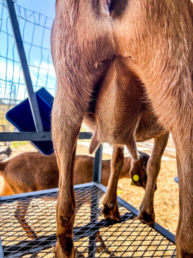Dairy Goats (Alpine-Boer Cross) - Image 4