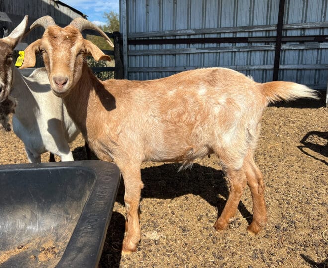 Dairy Goats (Alpine-Boer Cross) - Image 3