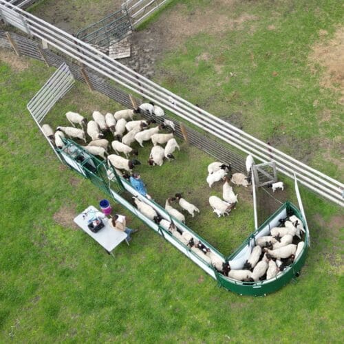 Lakeland Sheep and Goat Handling System