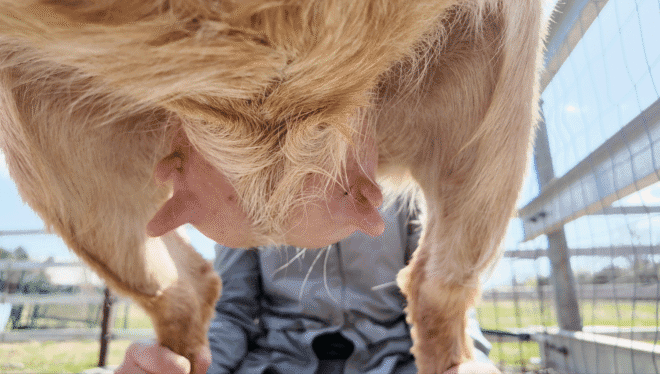 Dairy Goats (Alpine-Boer Cross) - Image 5