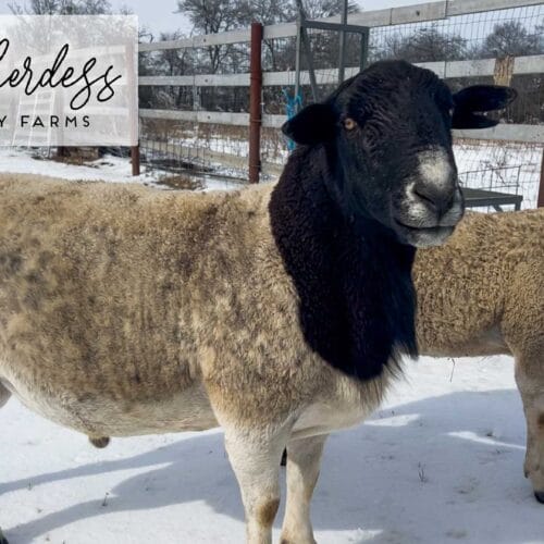 PRINCE (Registered Dorper Breeding Ram)